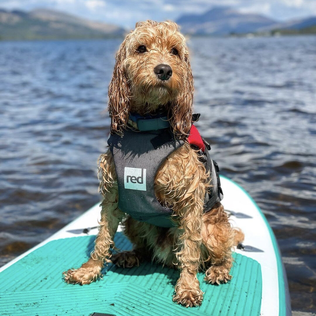 Dougal Posing while Paddle Boarding - @dougal.out.west
