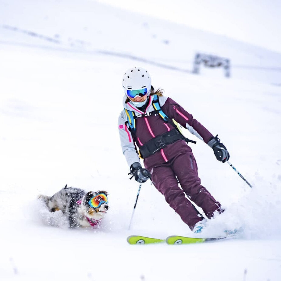 Lumi having great fun skiing - @adventureswithlumi
