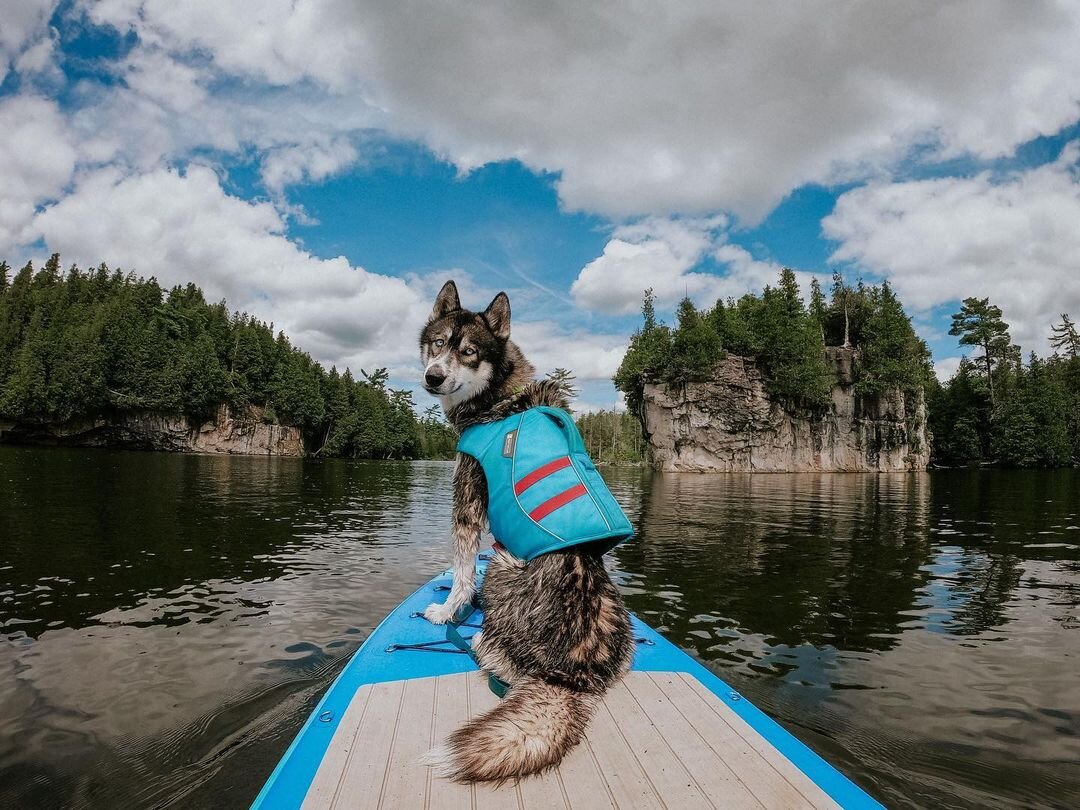 There’s no limit to what breed can enjoy a paddle boarding adventure - @teamrunninghusky