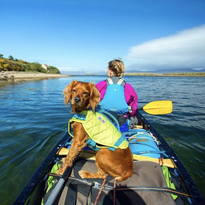 Watson enjoying the water - @watson_the_adventure_dog