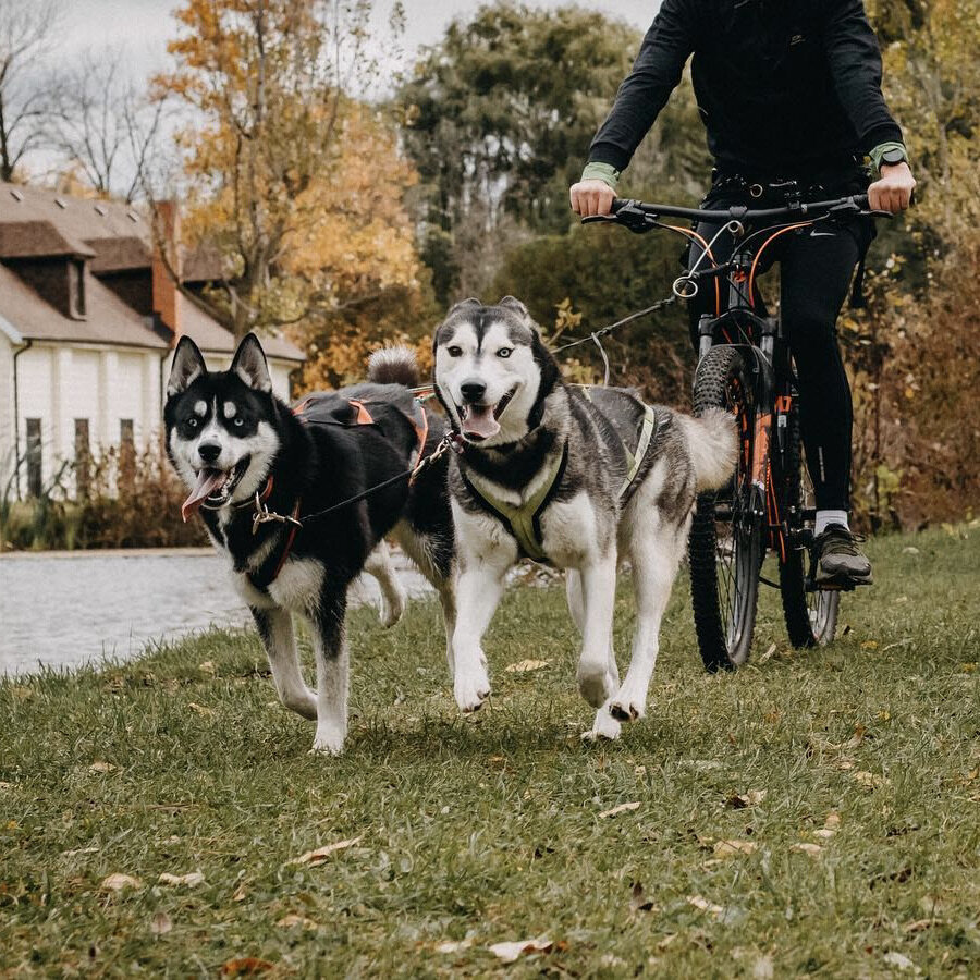 Cycling with your dog can be great fun - @teamrunninghusky
