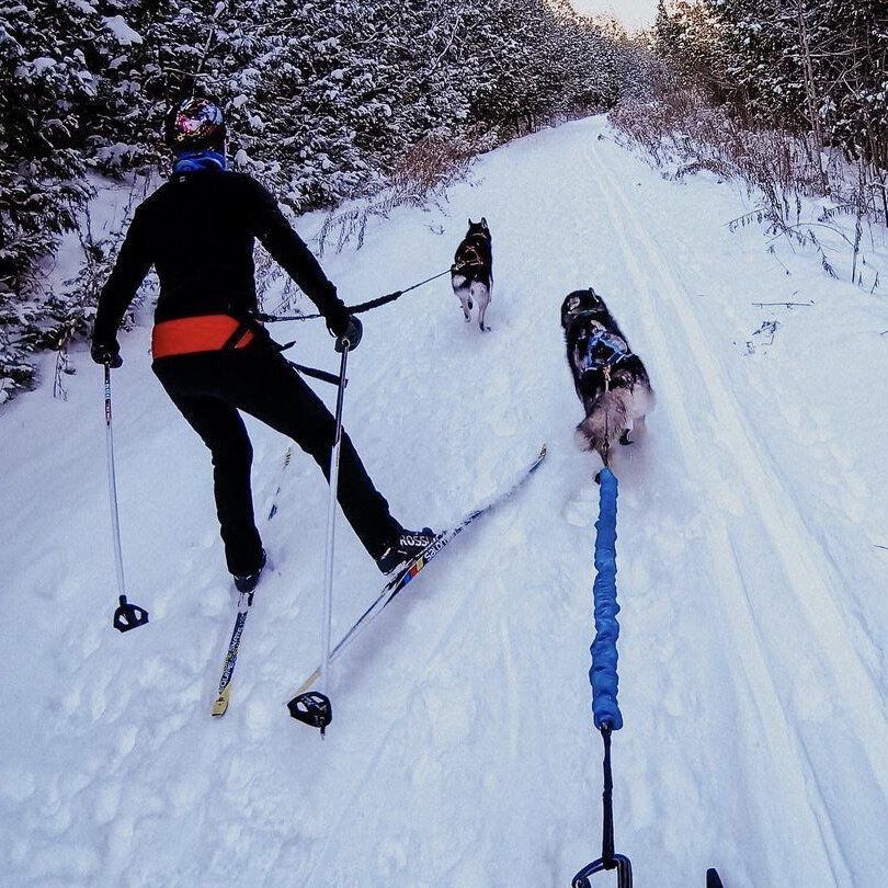 Ski Joring in action - @teamrunninghusky