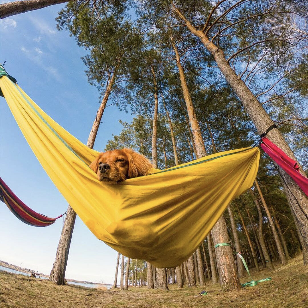 Watson loving his hammock - @watson_the_adventure_dog