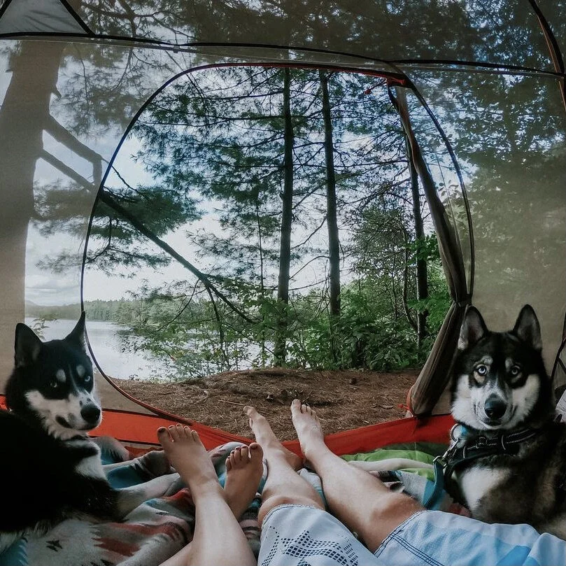 Enjoying the view - @teamrunninghusky