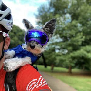 There's just something about a dog in goggles - @stagcyclist