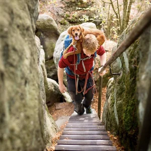 When hiking gets a little much - @watson_the_adventure_dog