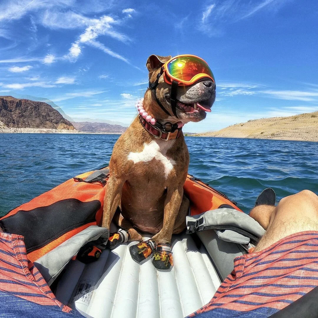 Again with the dogs in goggles - @pennidog