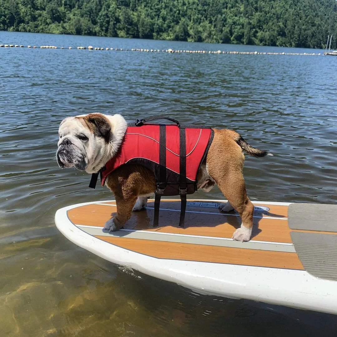 Wilbur practising his balancing - @wilbur_the_englishbulldog