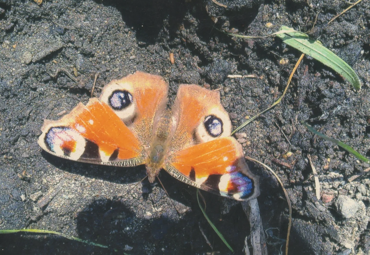Your skin is as delicate as a butterfly. Treat it with care!