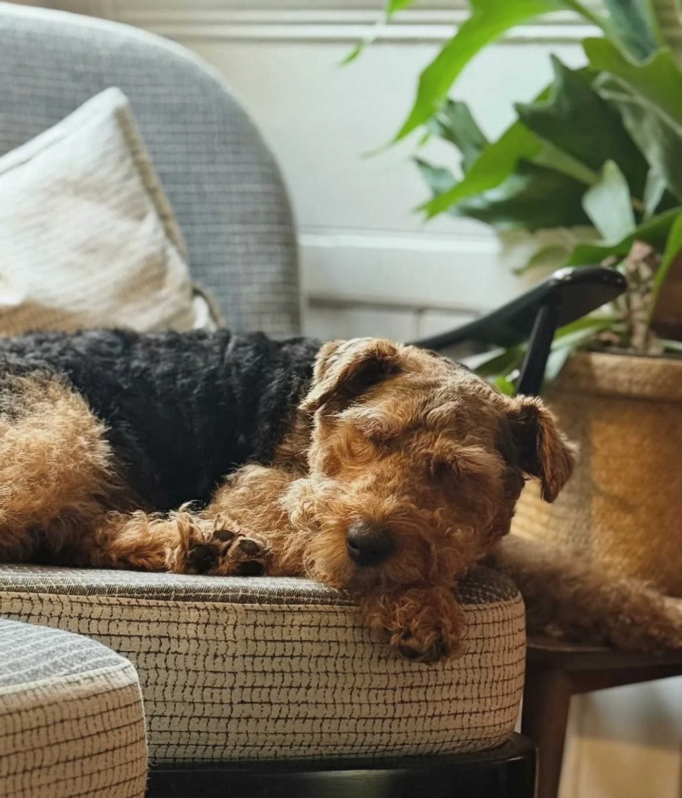 I had to share this photo of @fergusthesmallbutfearless snoozing in his favourite chair in front of the fire. 🔥 

@deringstudio&rsquo;s beautifully restored Ercol was upholstered by @middlemiddleltd using our recycled cotton Type fabric.. which is d