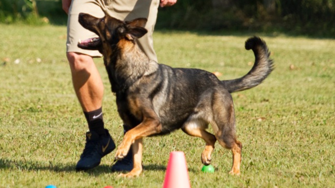 K9 Kaya