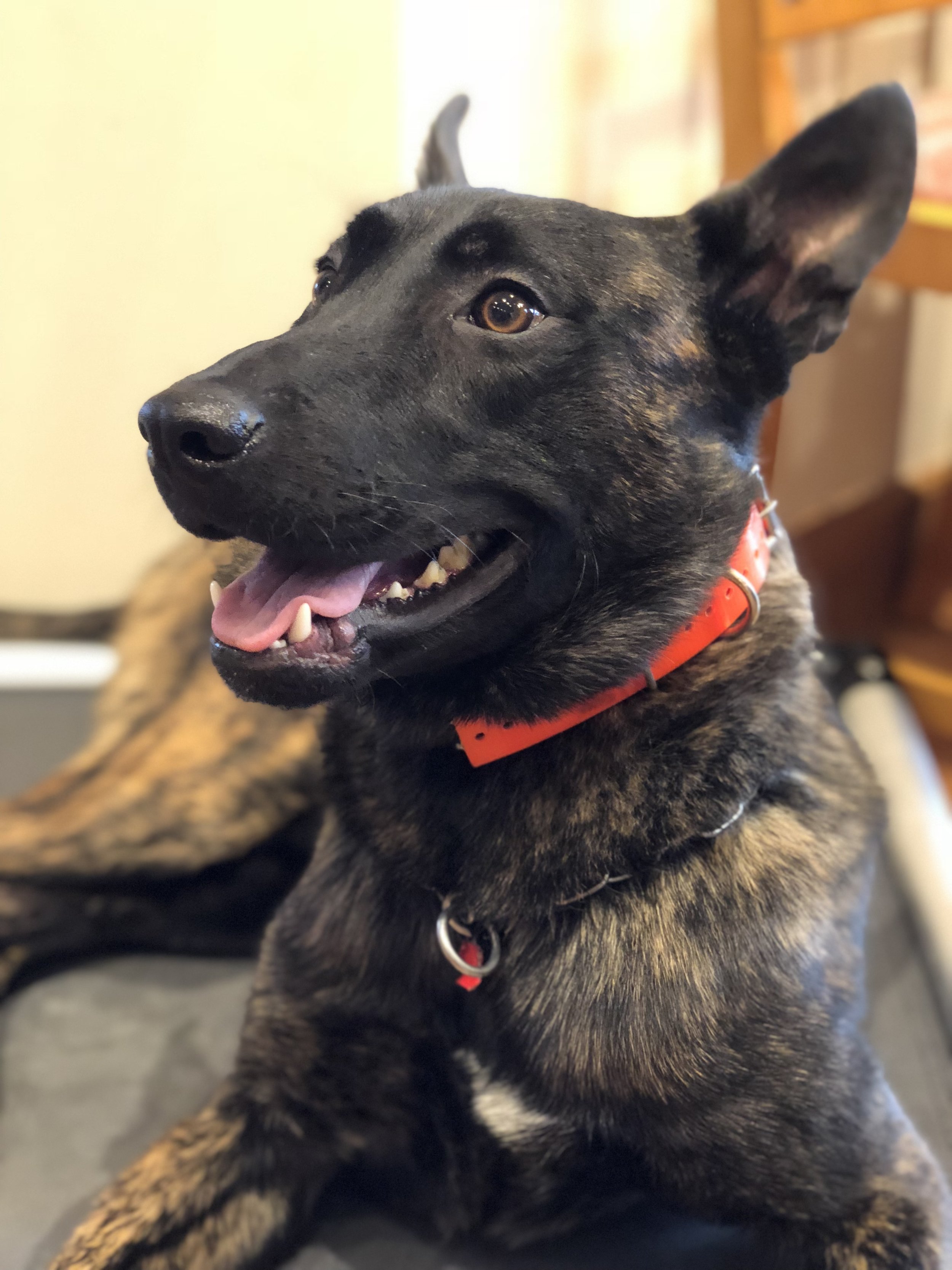 K9 Batman