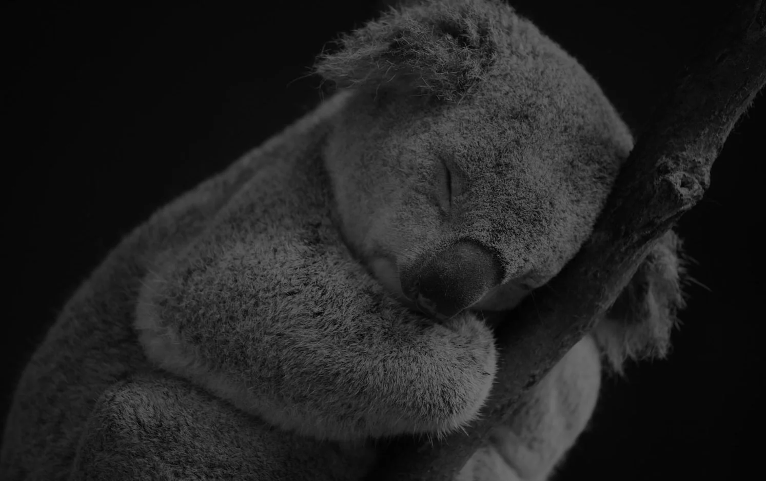 koala-sleep.jpg