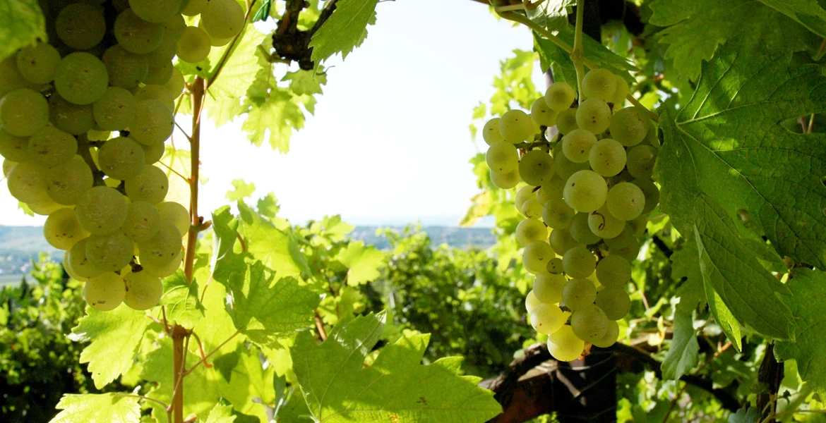 grillo grape.jpg