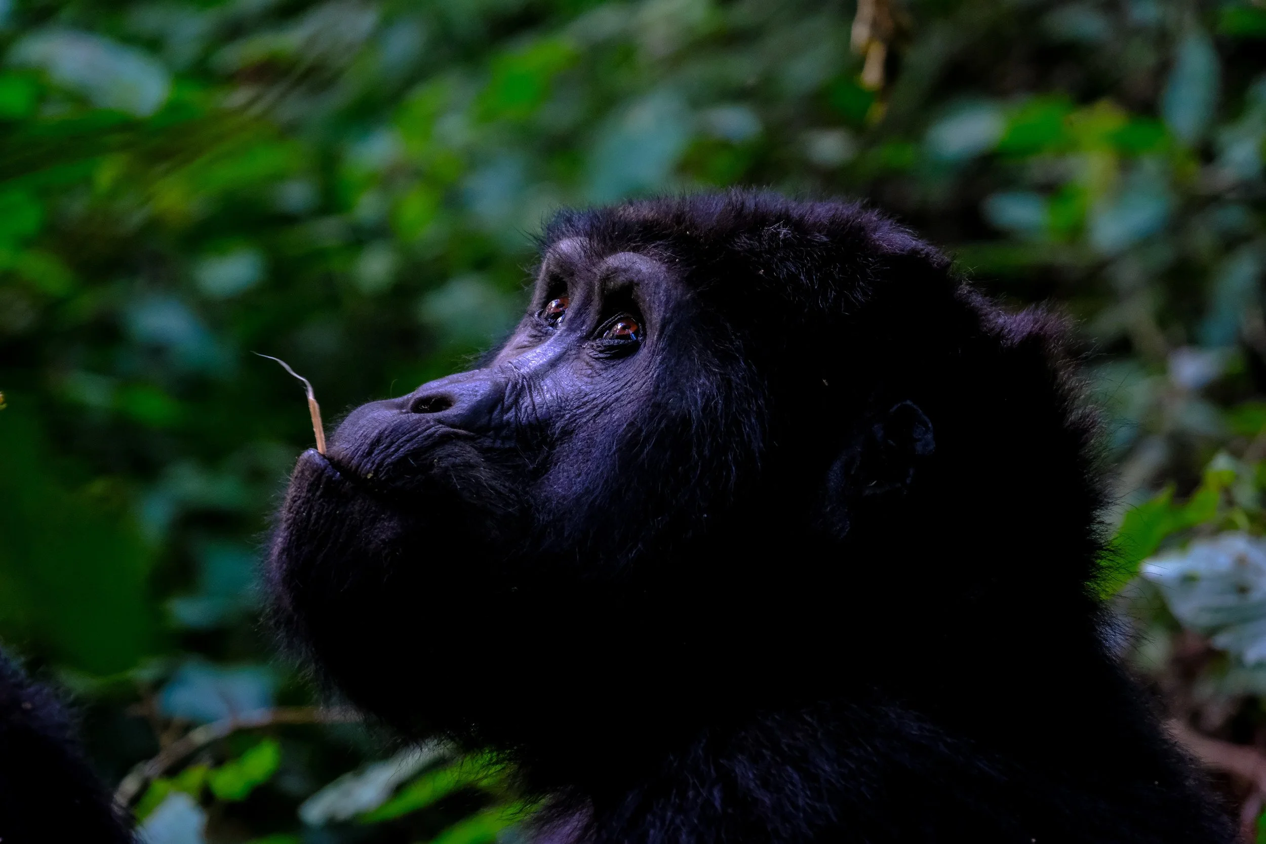animal-animal-photography-ape-1238275.jpg