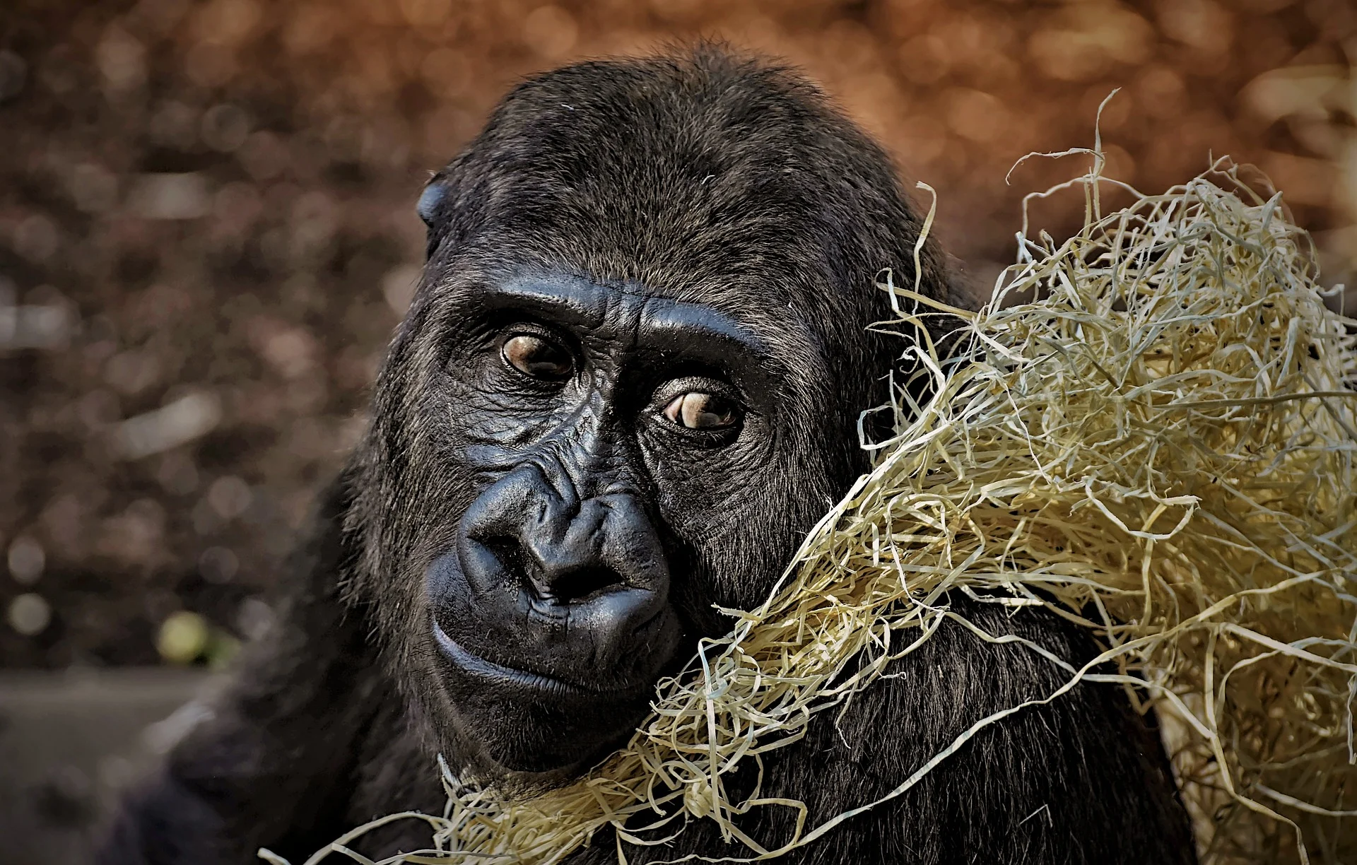 gorilla-3586621_1920.jpg
