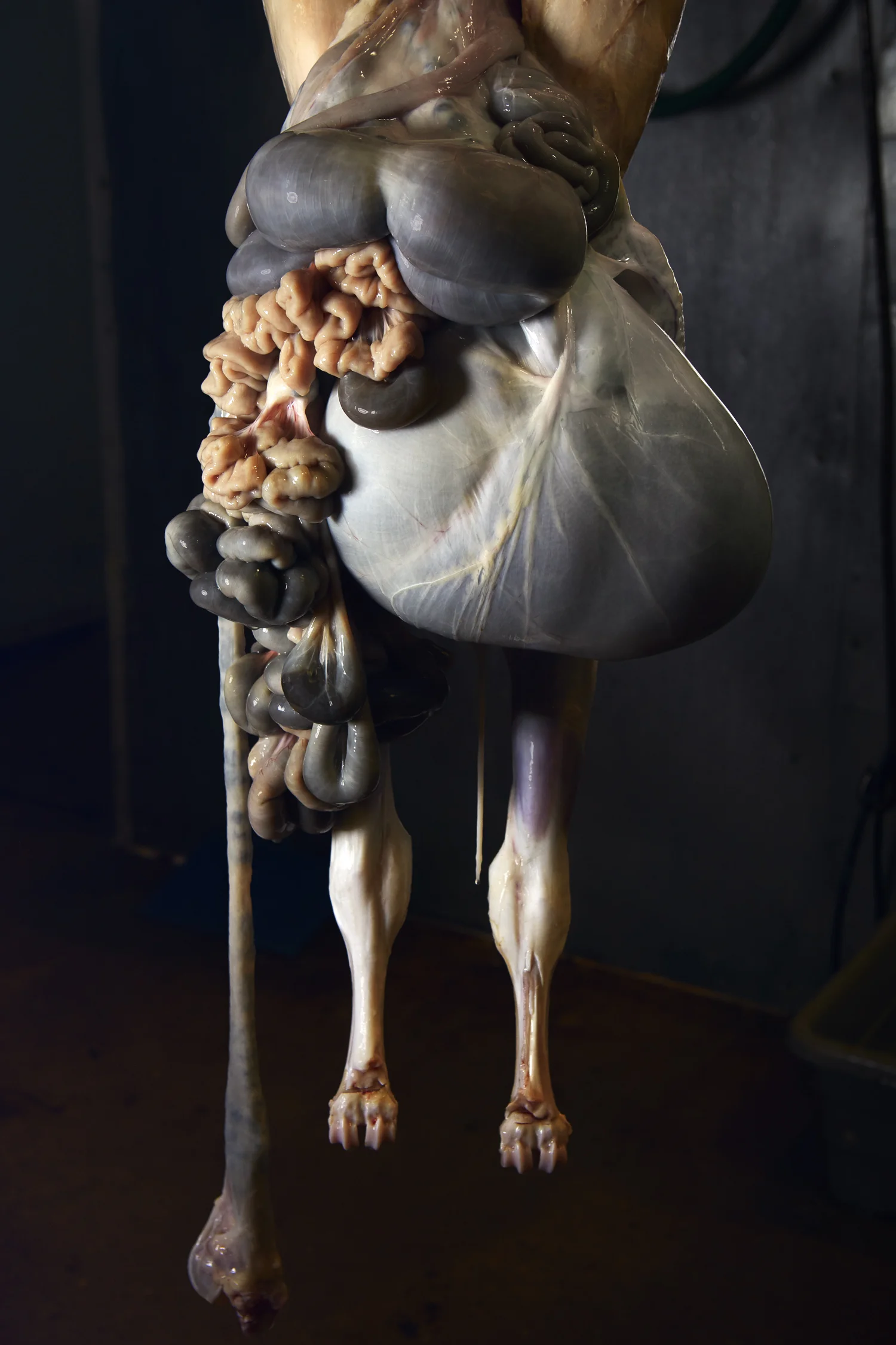 Insomniac (2019) chromogenic print 35.5” x 23.3” Installation view of The Ventriloquist at Daniel Faria Gallery, Toronto, Canada