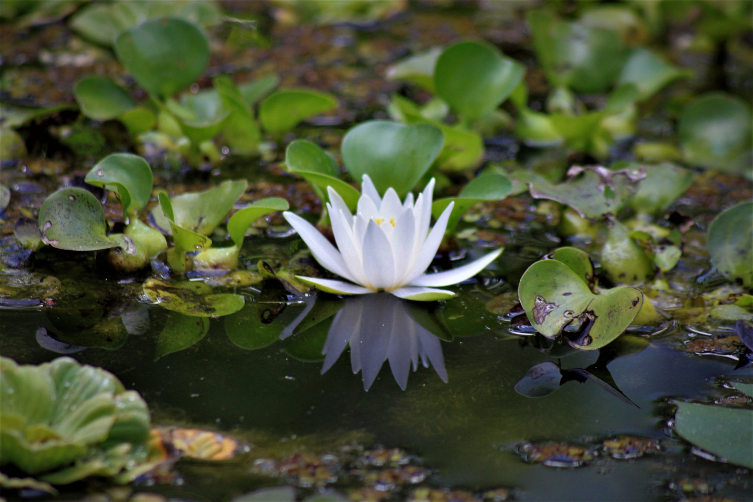 Our First Water Lily