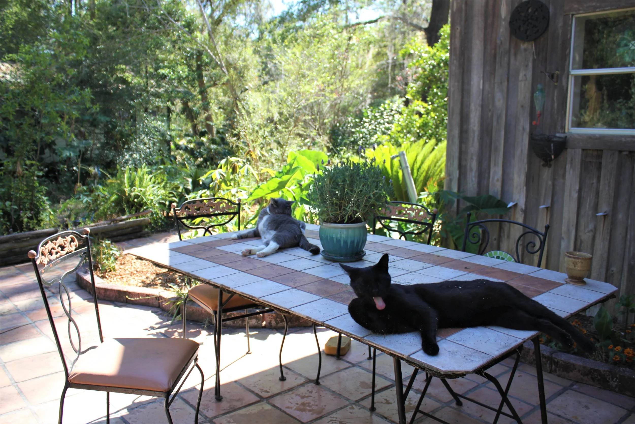 The Prince of the land is Shadow Ninja and the Lady Pandora. I believe this is a cat nip moment.