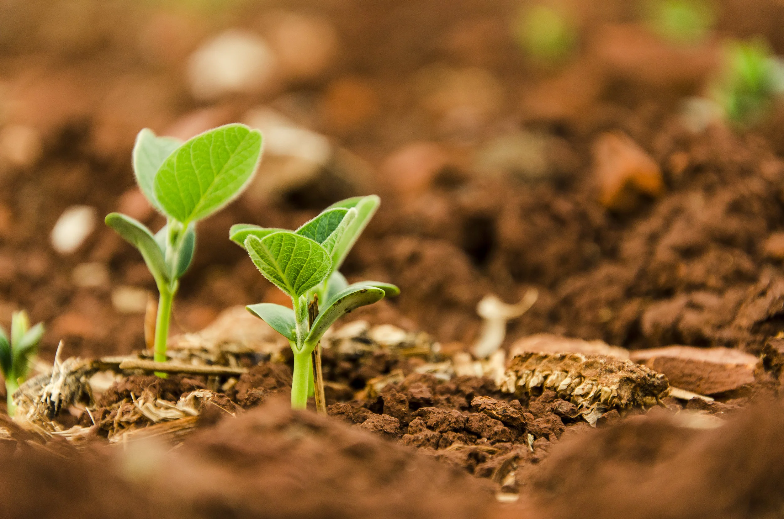 Sprout Pediatrics Sprout Pediatrics