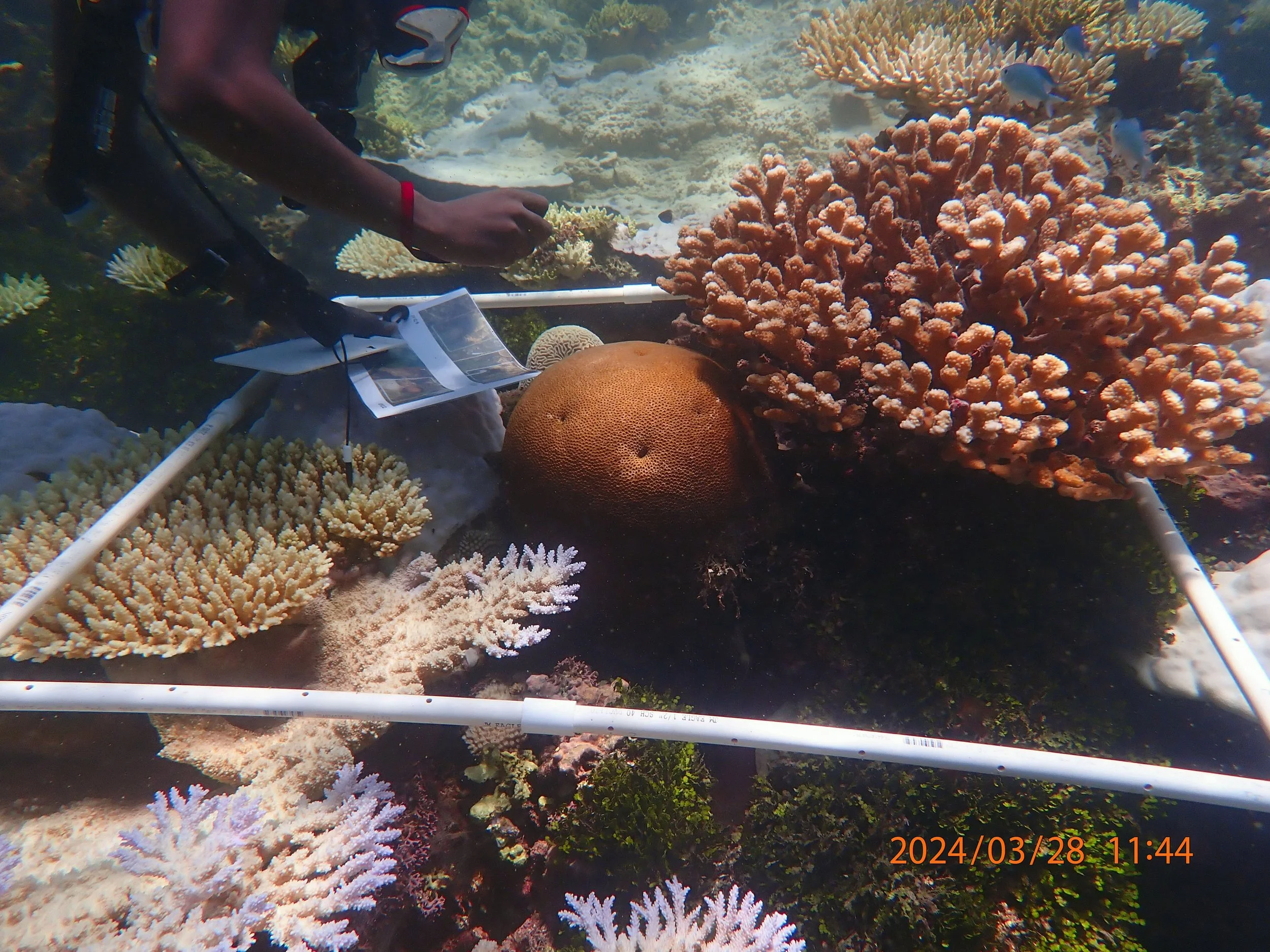surveying bleached reef.jpg