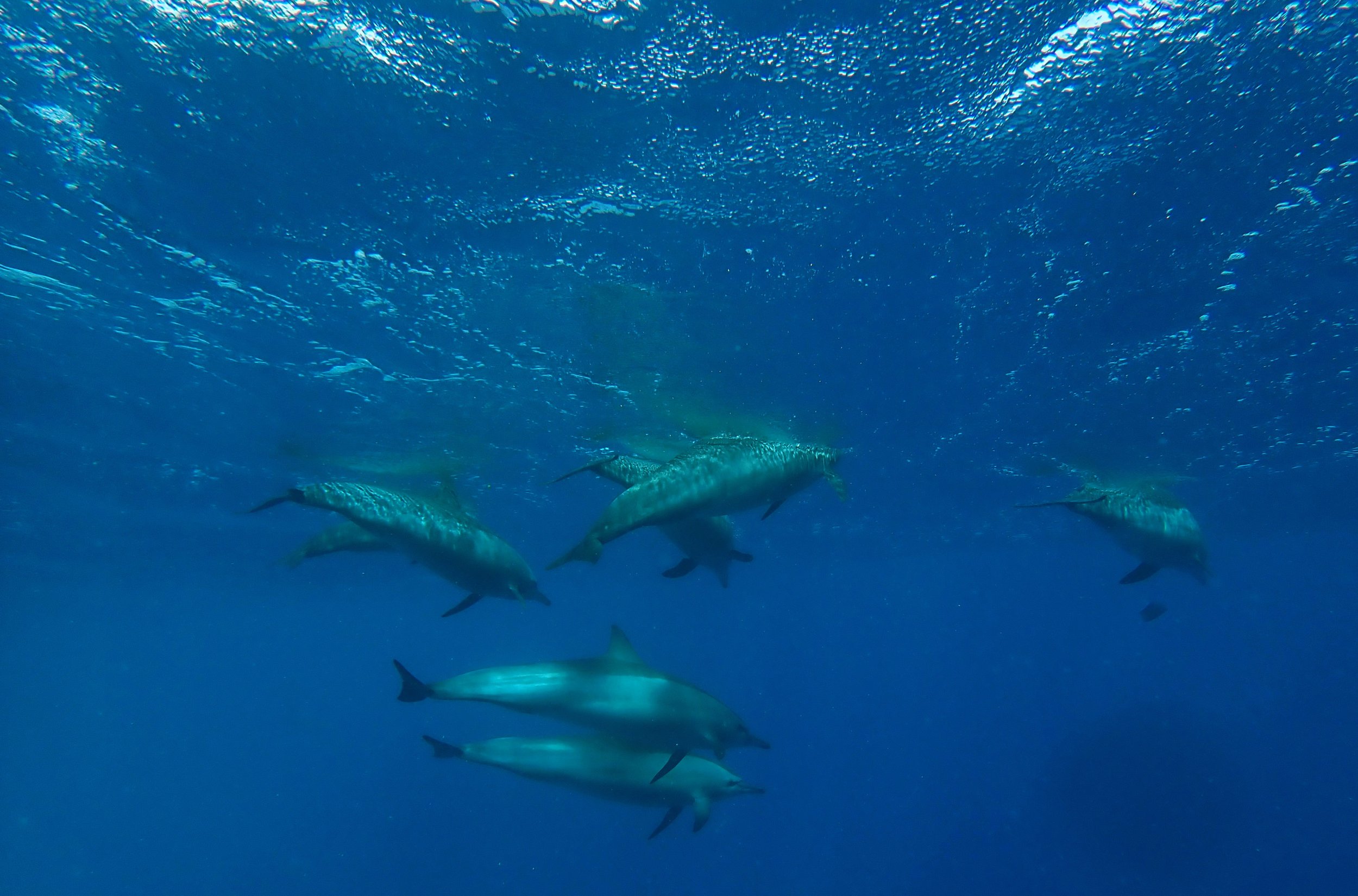 dolphins in Egypt.jpg