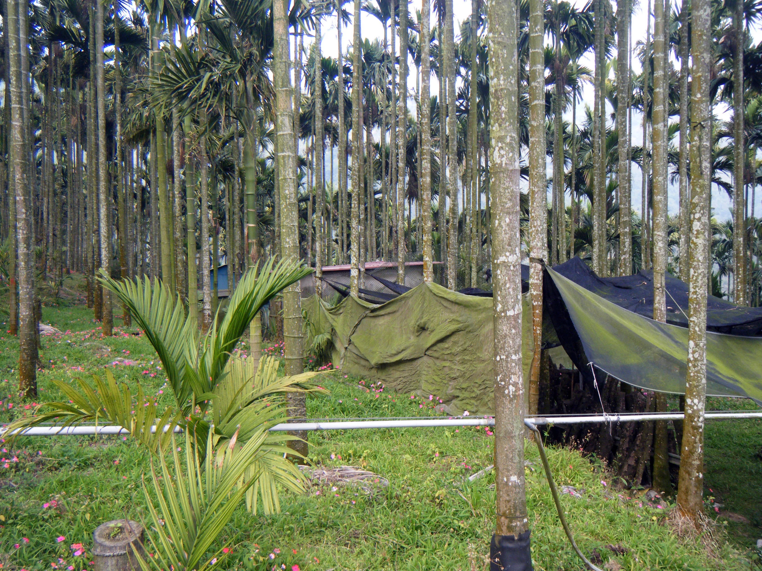 amongst the betelnut trees.jpg