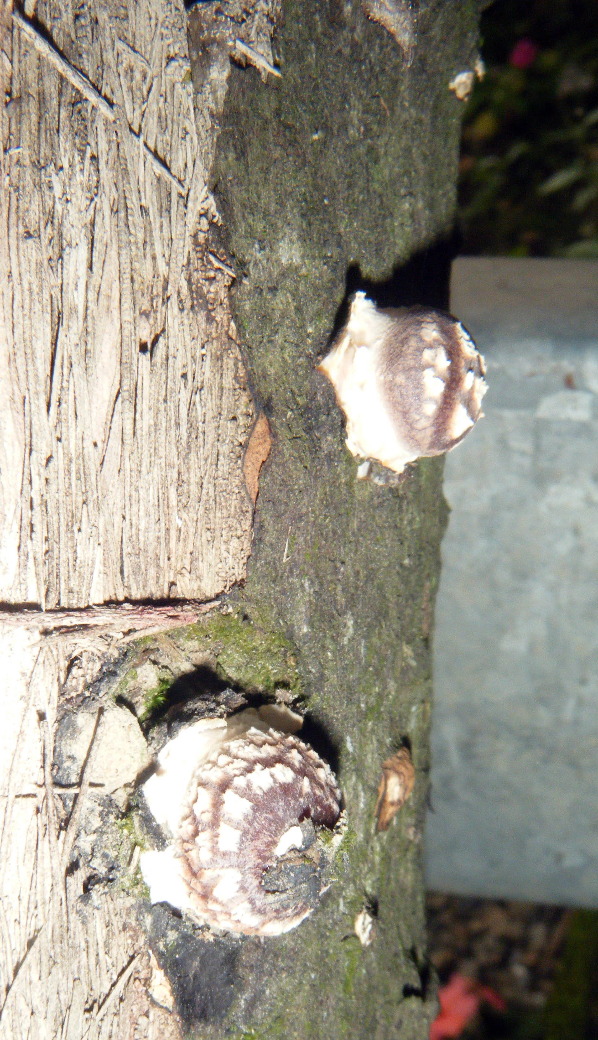 mushroom farm.jpg