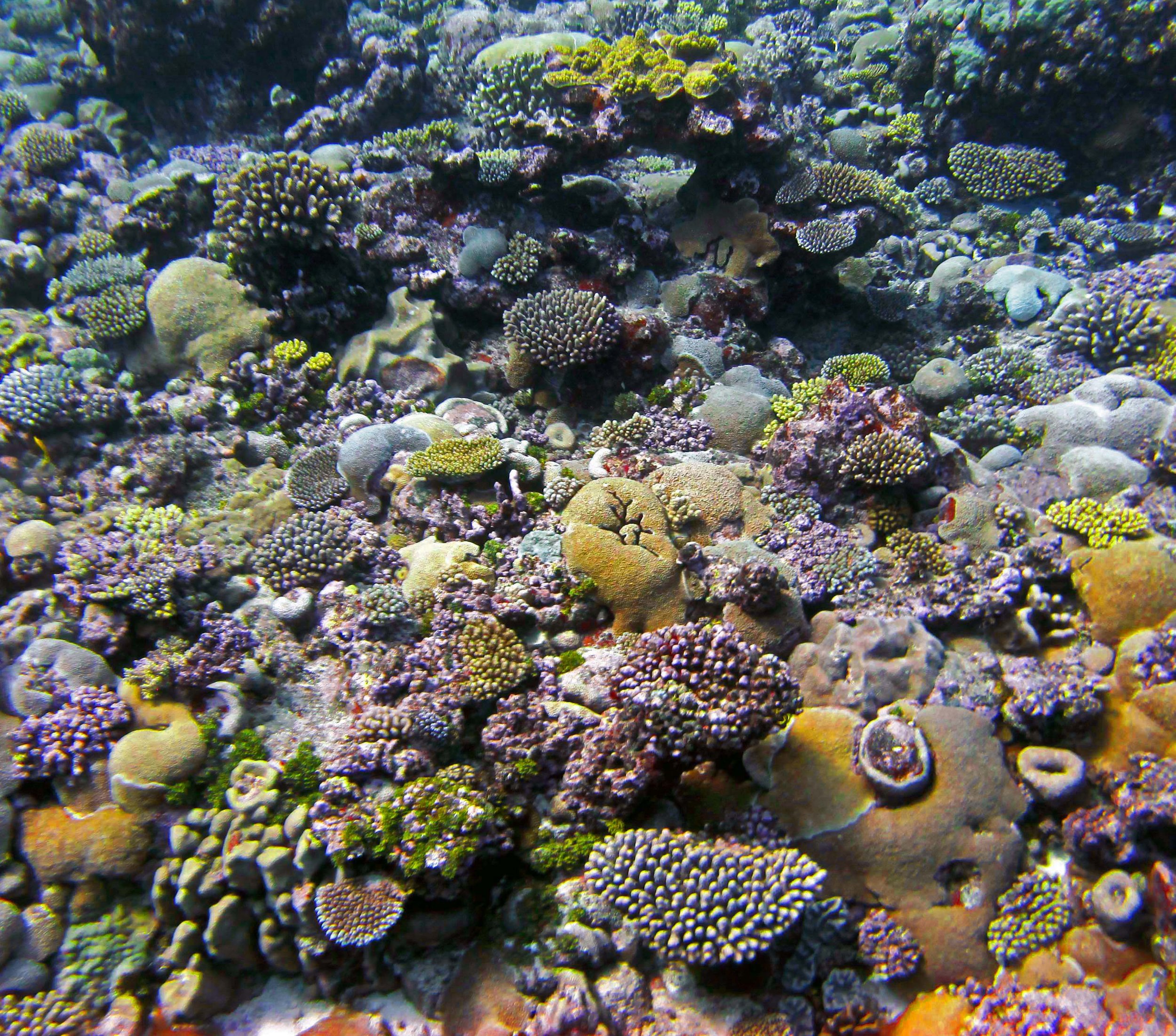 coral garden.jpg