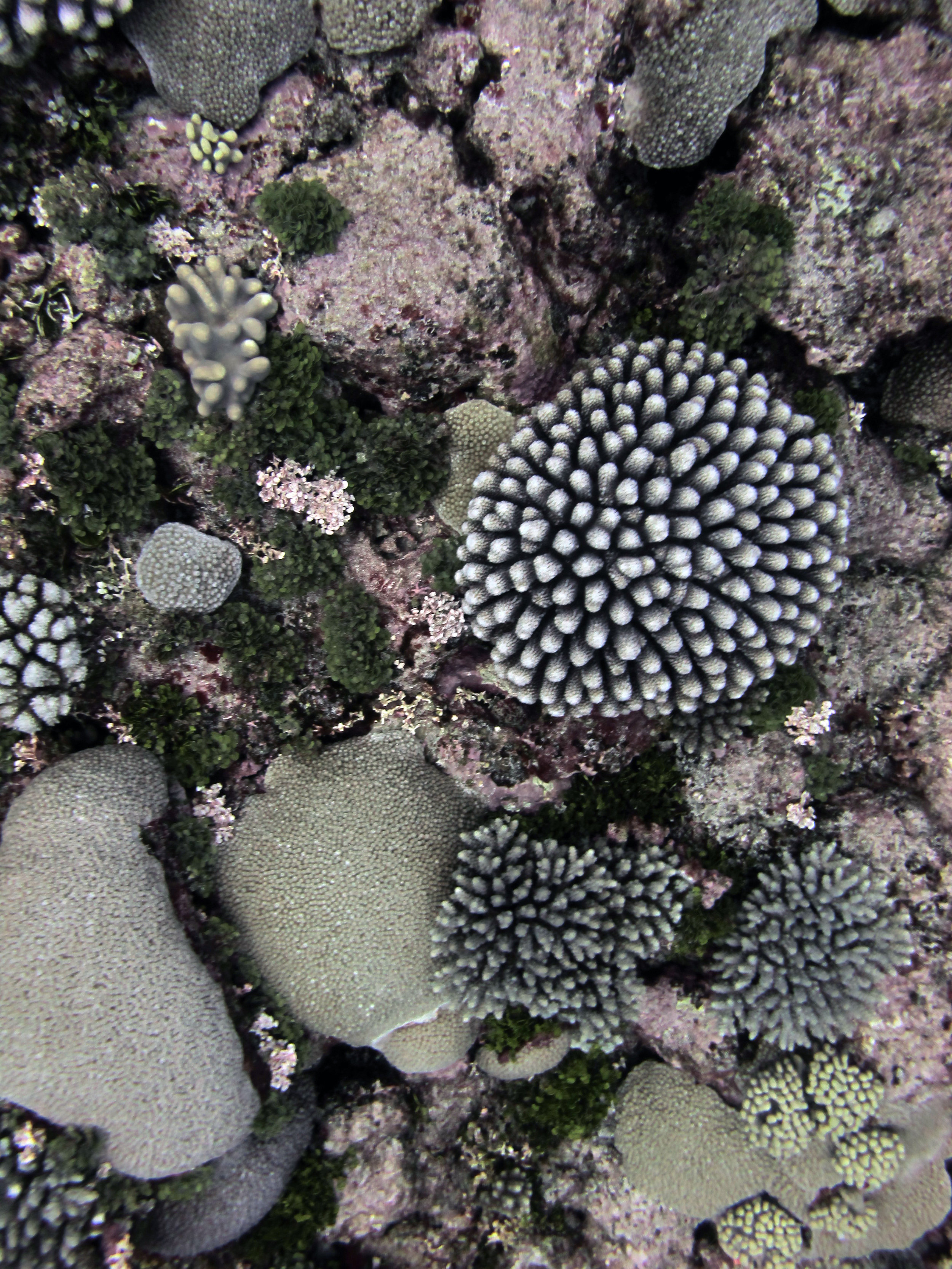 corals everwhere.jpg