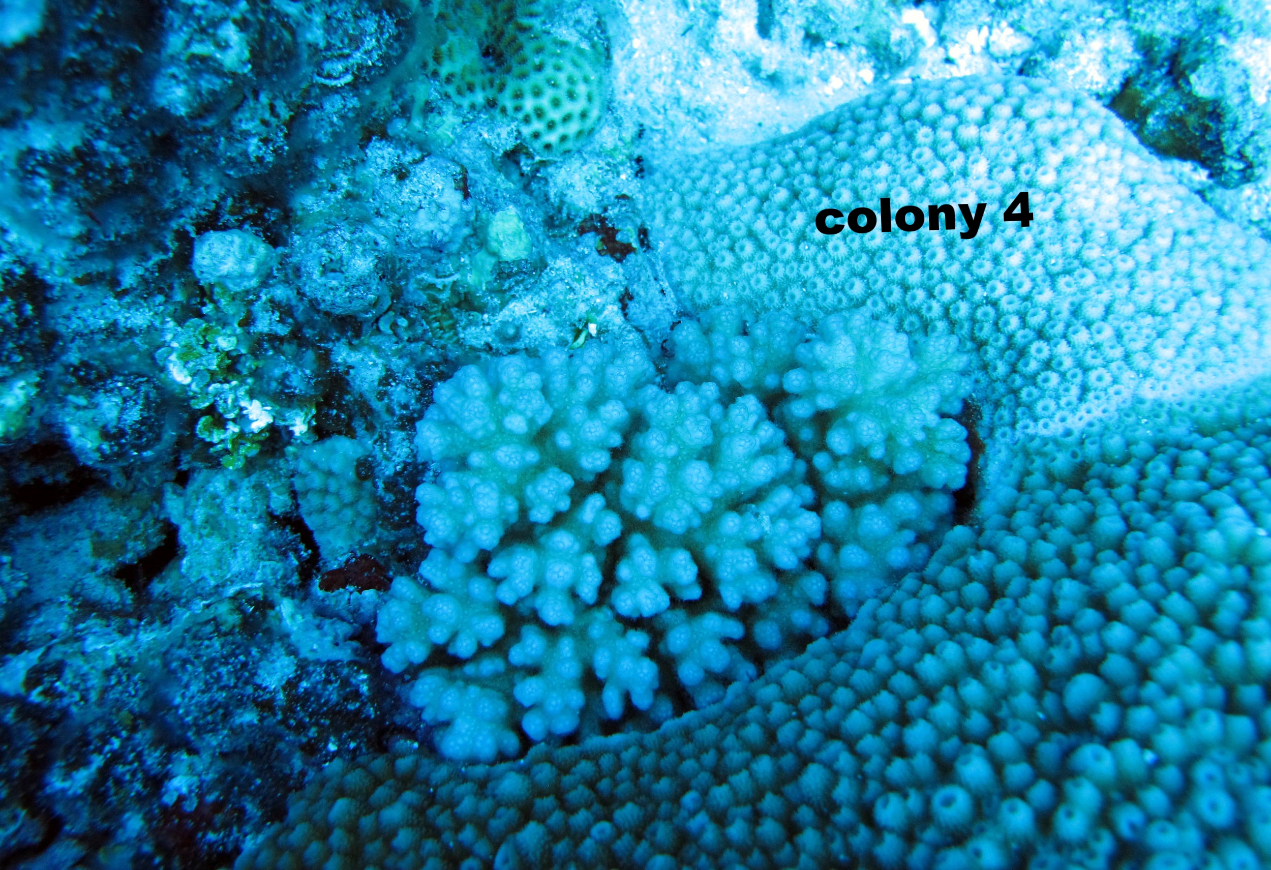   Pocillopora damicornis   genotype  alpha   Click here for data:  JMP  or  Excel .  