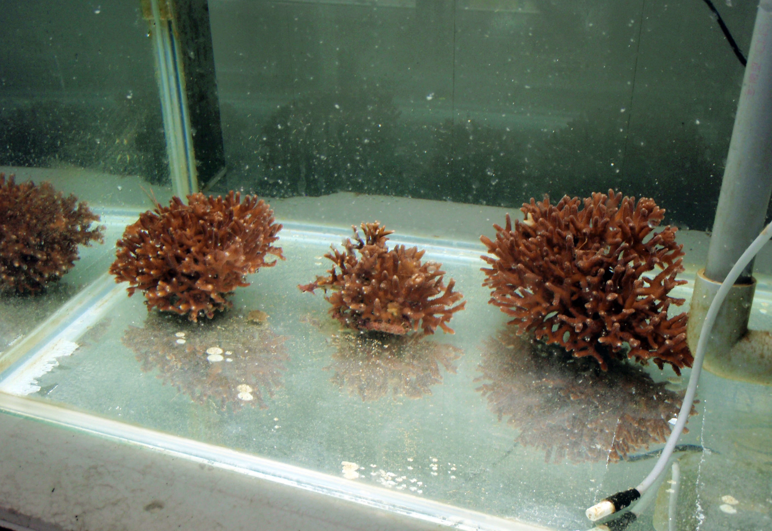 dying corals.jpg