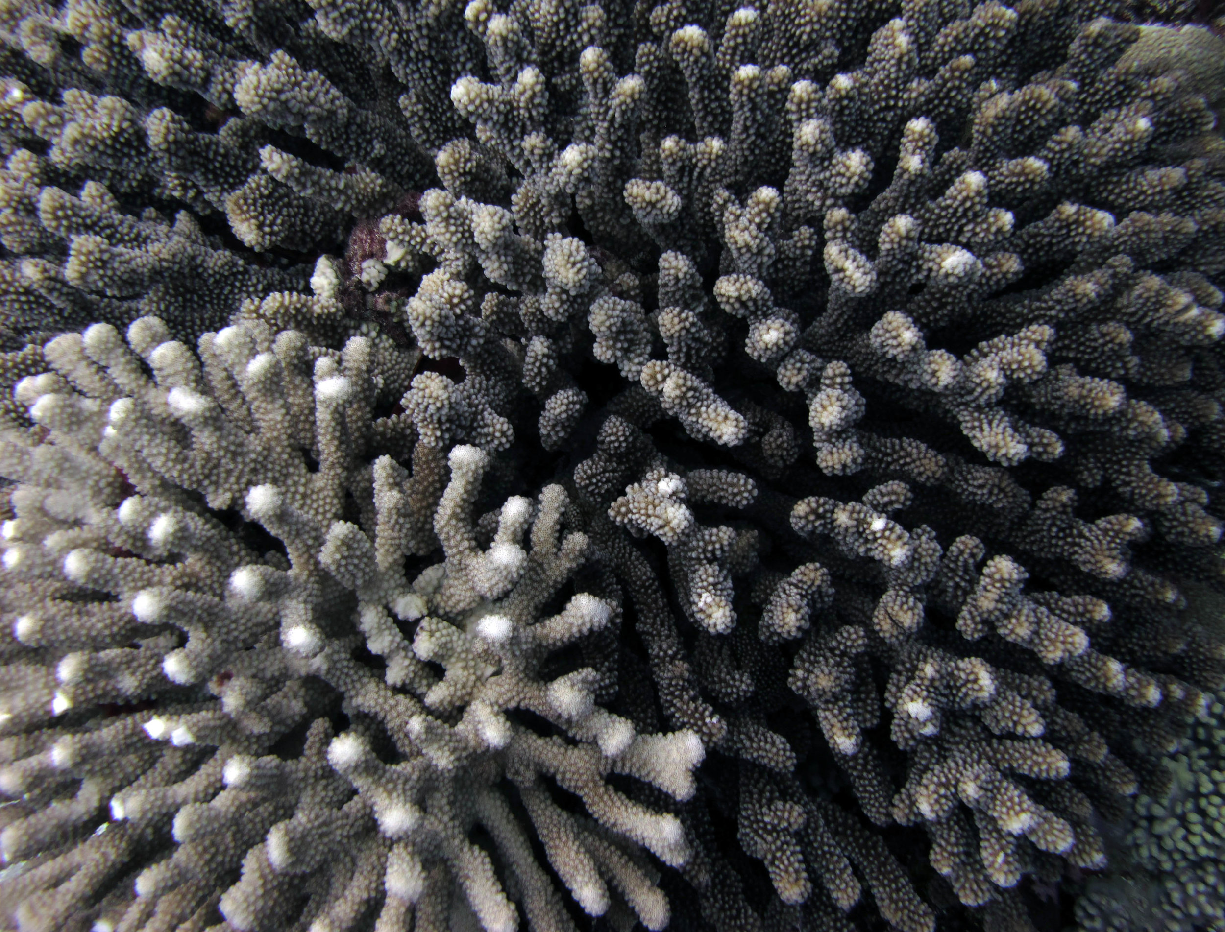 Pocillopora sp.jpg