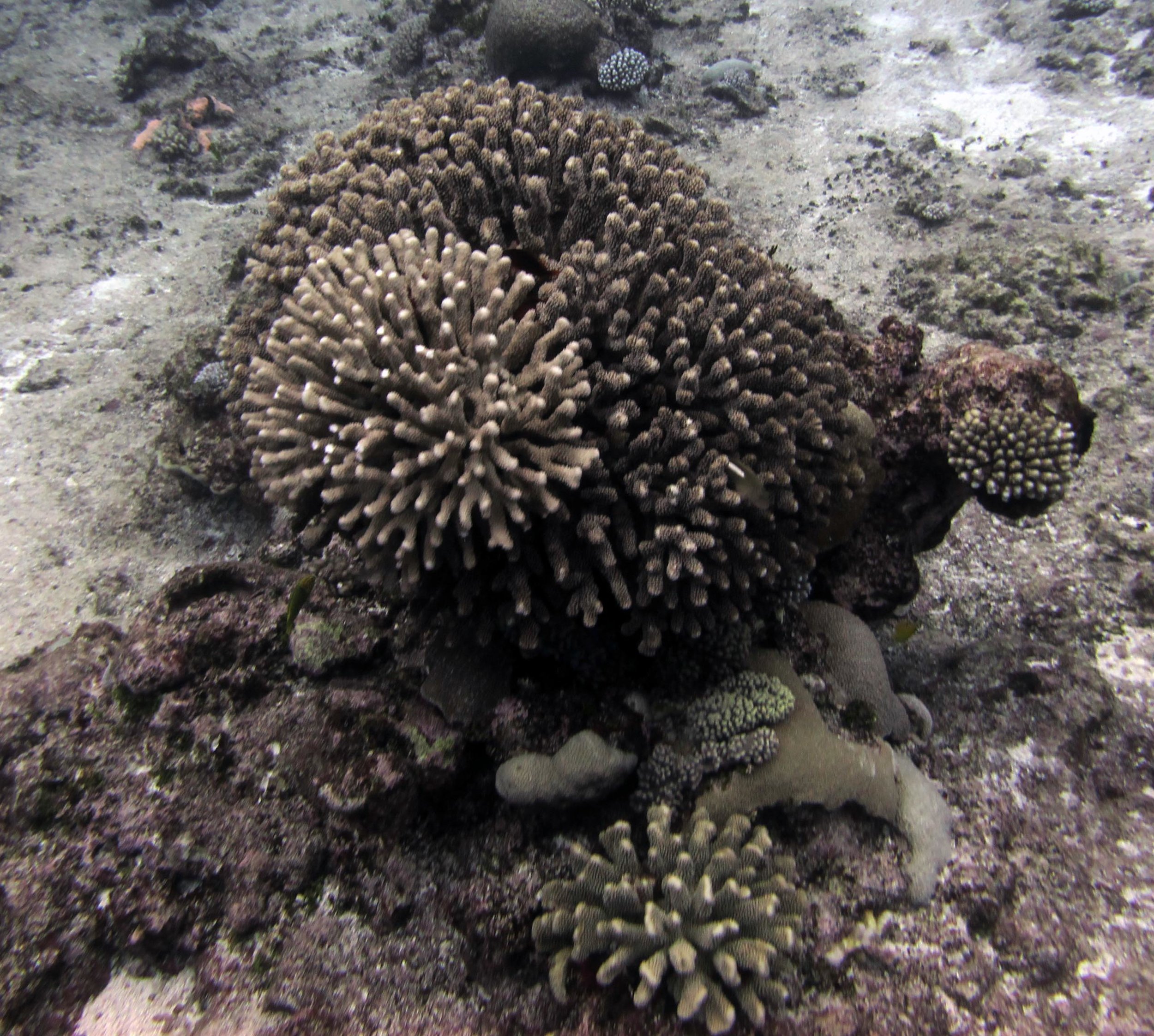 pocilloporid reef.jpg