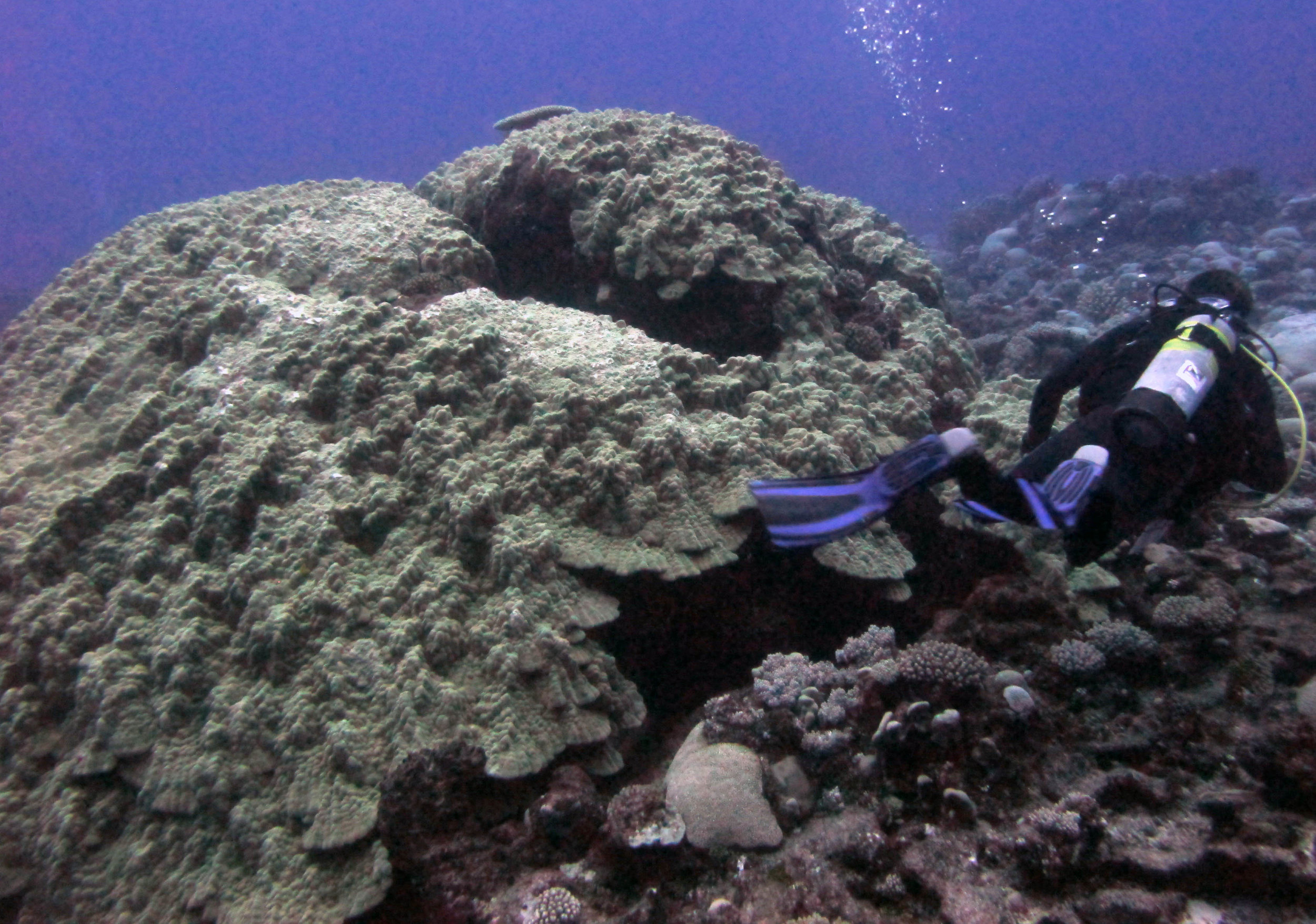 Brian and massive porites.jpg