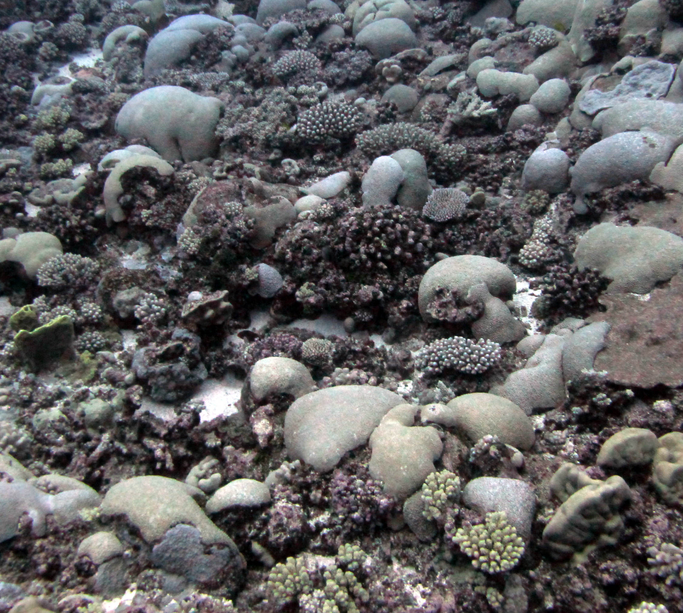 high coral cover.jpg