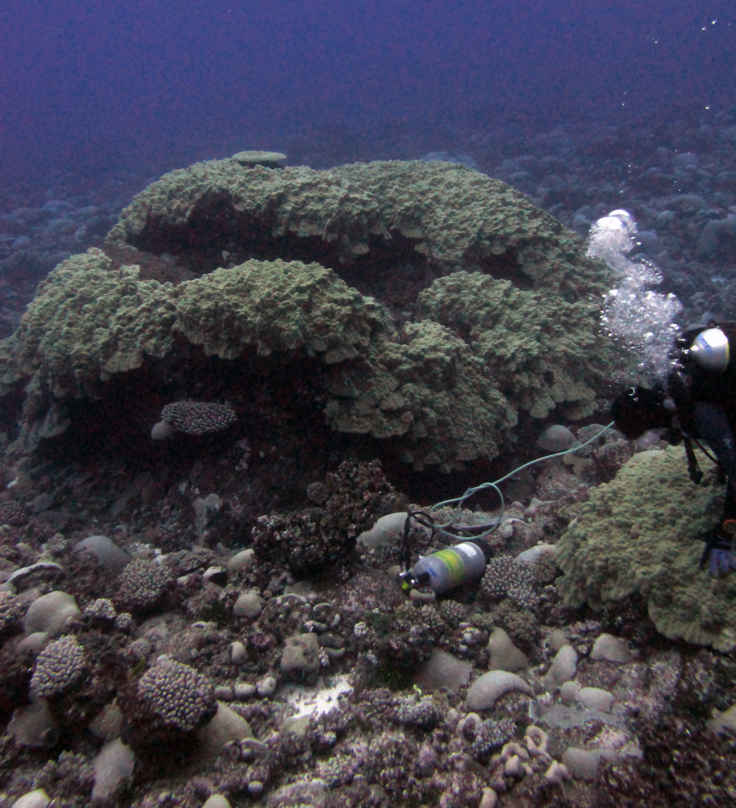 massive porites at AUTB13.jpg