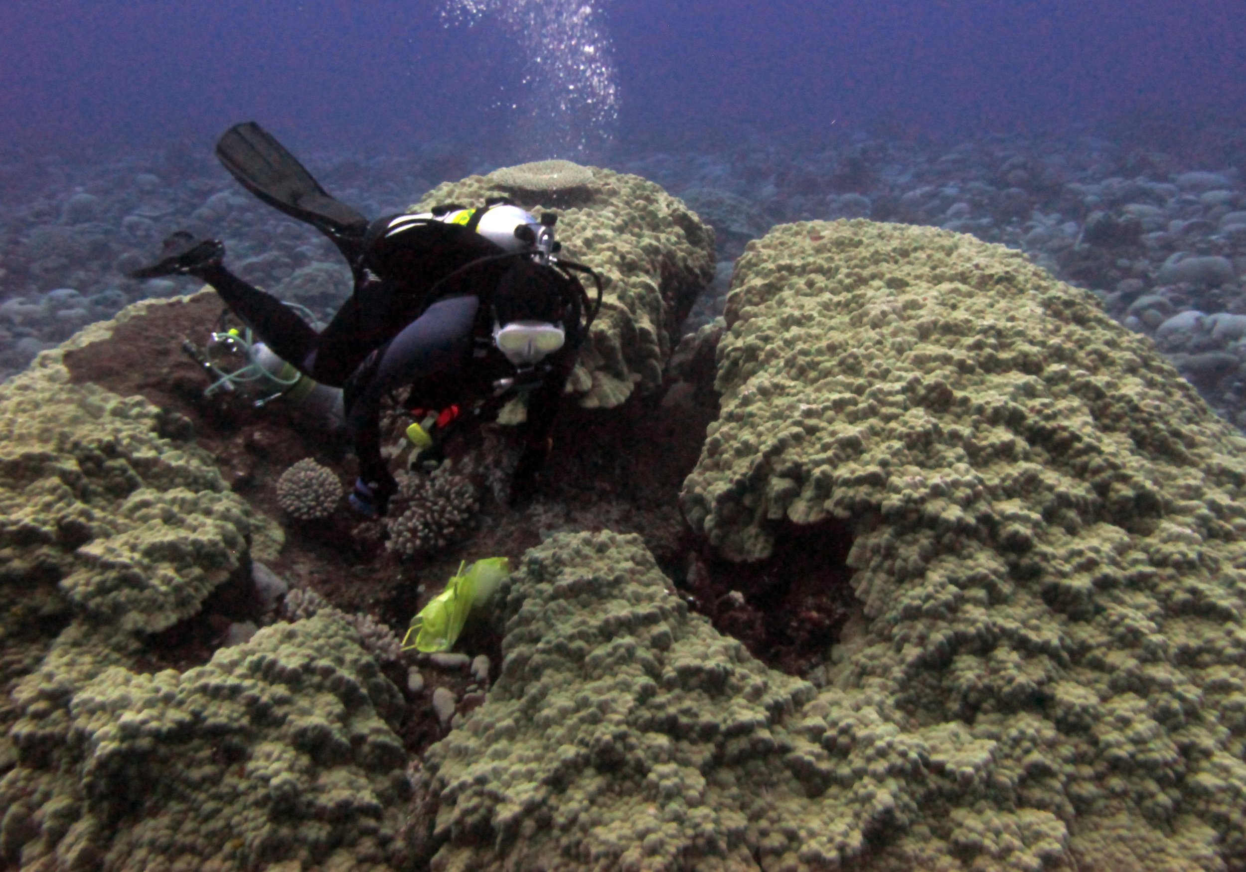 Renee and massive Porites.jpg