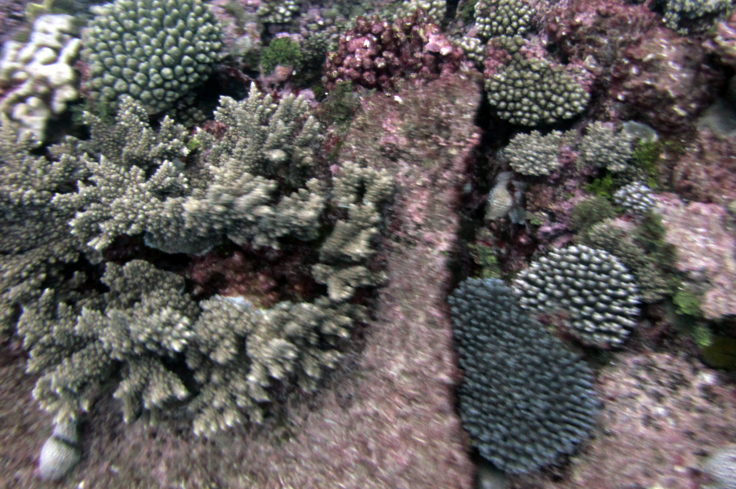 corals 4-16-13.jpg