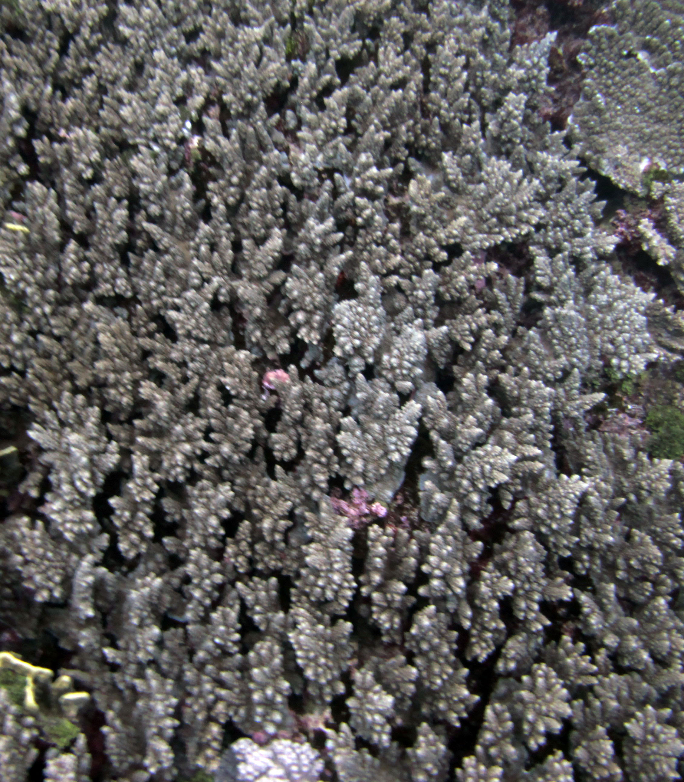 corals AUTB17 4-16-13.jpg