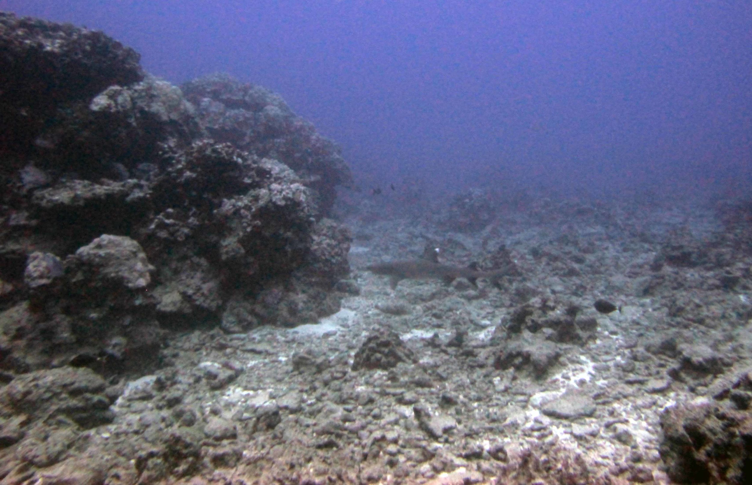 White tip at Rurutu. Man, my underwater photography sure has come a long way!