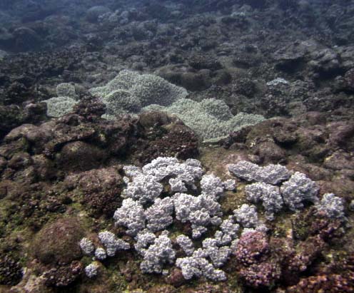 soft corals only.jpg