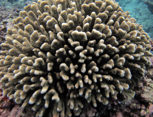 Pocillopora eydouxi.jpg