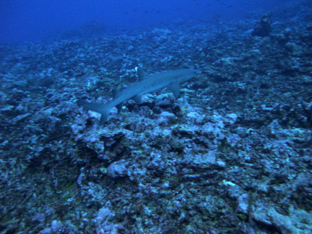 white tip over dead reef.jpg
