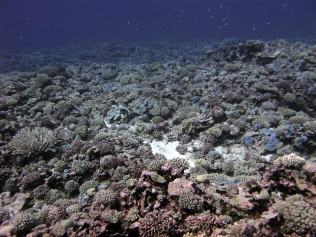 high coral cover at Maria.jpg