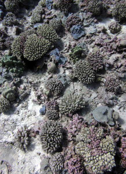 pocilloporid reef.jpg