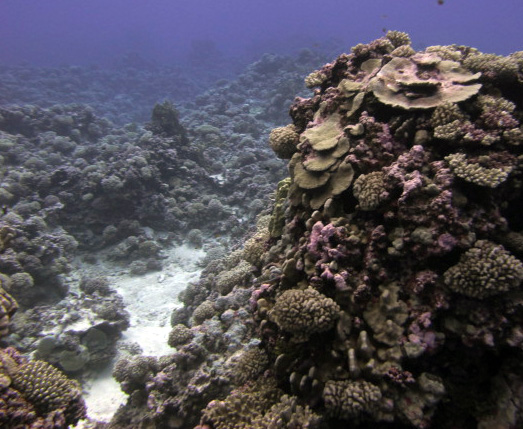 amazing coral of Maria.jpg
