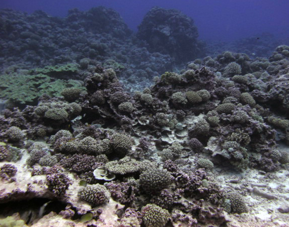 another pocilloporid reef.jpg
