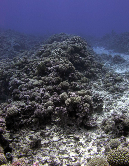 coral garden.jpg