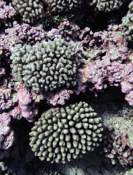 corals and CCA.jpg